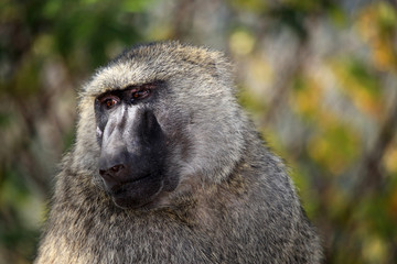 Baboon - Uganda, Africa