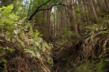 Magical forest