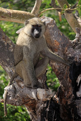 Baboon - Uganda, Africa