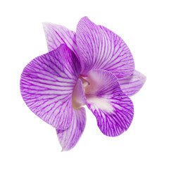 Naklejka na ściany i meble Purple Orchid [Dendrobium] on white back ground