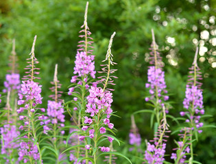 Fototapeta premium Fireweed flowers close up.