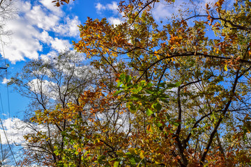 Fototapeta premium Golden autumn in the forest