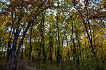 Golden autumn in the forest