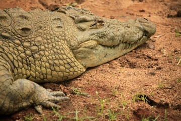 Crocodille - African Wildlife