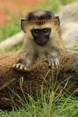 Vervet Monkey - African Wildlife