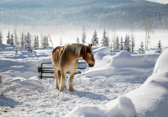 Horses in the snow 1