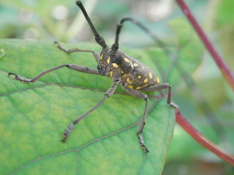 キボシカミキリの顔に接近して撮影(宮城県)