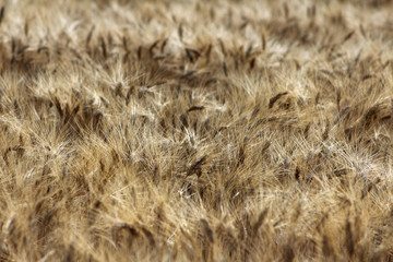 Campo di grano in Provenza