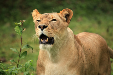 Lion - African Wildlife