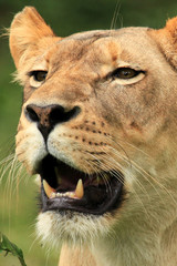 Lion - African Wildlife