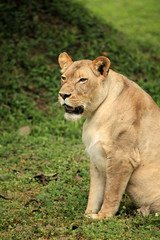 Naklejka na ściany i meble Lion - African Wildlife