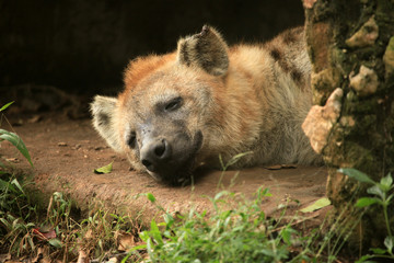 Fototapeta premium Hyena - African Wildlife