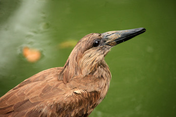Hammerkop - African Wildlife