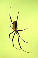 Nephila Spider - African Wildlife