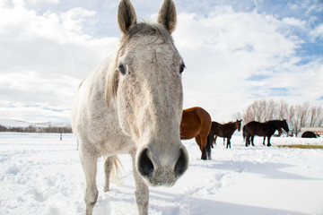 Cute White Horse