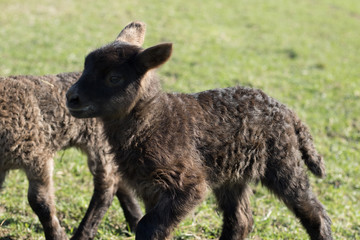 Baby Lamb 2