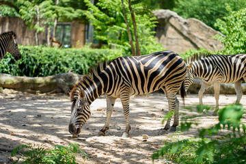 Fototapeta na wymiar zebra eating food in nature