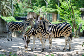 Fototapeta na wymiar sweet mate of zebra in nature