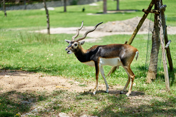 male blackbuck in field