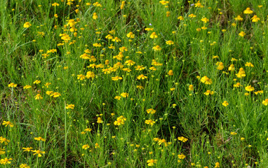 Yellow Sneezeweed plants