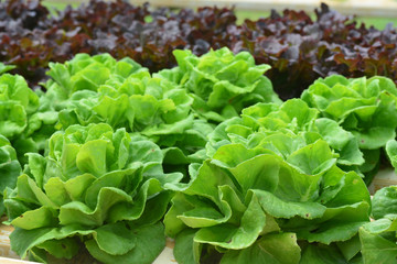 Green oak and red oak