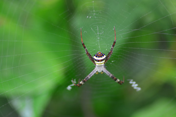 spider in the cobweb note,  select focus with shallow depth