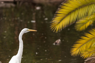 Great egret bird, Ardea alba