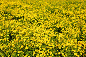 Chrysanthemum indicum Linn flowers.
