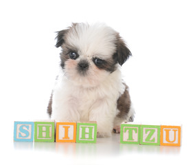 cute shih tzu puppy with block letters