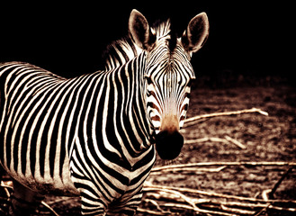 Fototapeta na wymiar Beautiful african zebra. Creative artwork of African wildlife. Exotic image of African safari & wild animals during travel to Africa. Amazing unique photo of plains zebra. Stylish vintage design