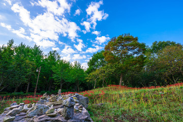 Obraz premium Red Spider Lily of Seonunsa Temple beautifully blooming in autumn.