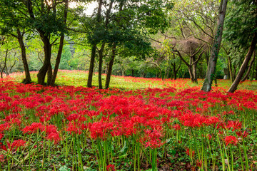 Red Spider Lily of Seonunsa Temple beautifully blooming in autumn.