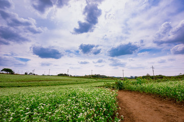 Autumn, buckwheat field of Gochang Hakwon farm.