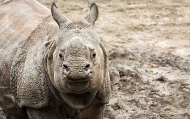 Papier Peint photo Lavable Rhinocéros Beau rhinocéros indien à une corne. Jeune rhinocéros curieux et heureux. Faune de l& 39 Inde. Gros plan photo. Portrait étonnant d& 39 un ourson mignon. Animaux sauvages puissants dans les parcs nationaux de l& 39 Inde.