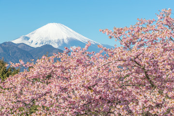 Obrazy na Szkle  Kawazu Sakara and Mountain Fuji in spring season