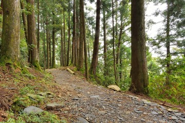 Tree in a forest, Forest in the Hsinchu,Taiwan