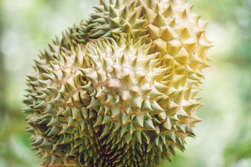 Naklejka na ściany i meble Durian fruit is grown on the tree and beautiful in the orchard.