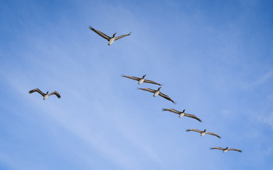 Seagulls