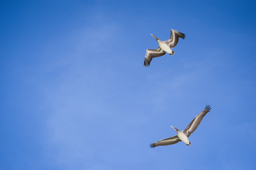 Seagull 