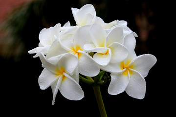 White and Yellow Plumeria