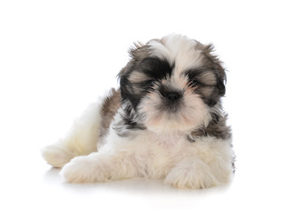 cute male shih tzu puppy sitting