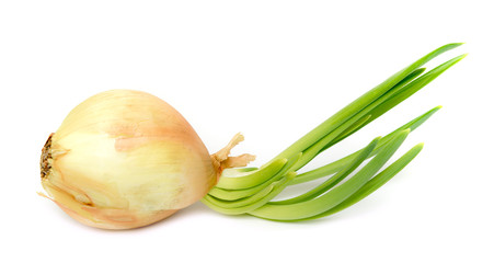 Bulb with green onion on white background