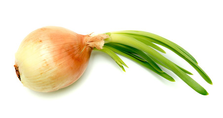 Bulb with green onion on white background