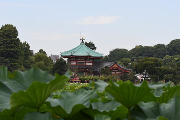 Fototapeta na wymiar BENTENDO TEMPLE and Lotus pond in Ueno Tokyo