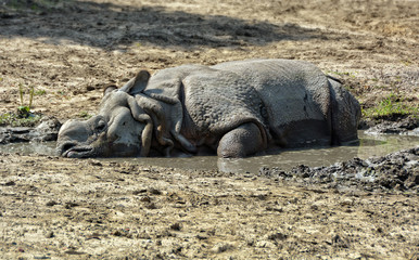 Fototapeta premium Indian One Horned Rhinoceros. Great drought. Rhino. Thirst. Wildlife of India. Close up photo. Wild animals in National Parks of India. Wonderful rhino
