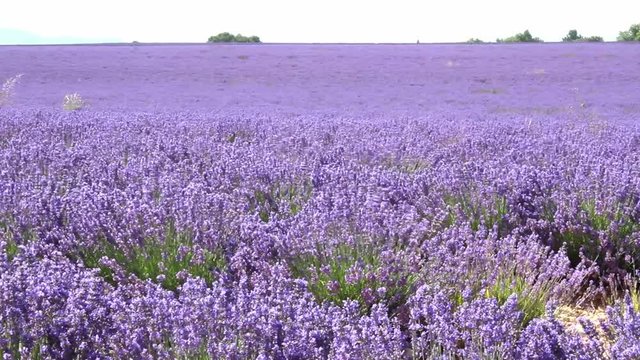 Fiori lavanda in Provenza nei campi di Valensole