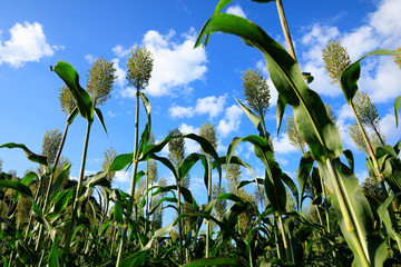 jowar grain sorghum crop farm under blue sky
