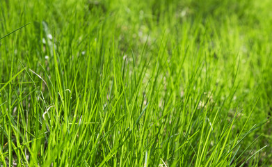 Fototapeta na wymiar green grass out of focus with a blurred background