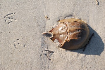 Horseshoe crab and tracks