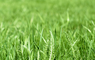 green grass out of focus with a blurred background